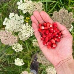 ..ist dann doch diese handvoll Walderdbeeren in der Nähe der Nilljochhütte 🍓