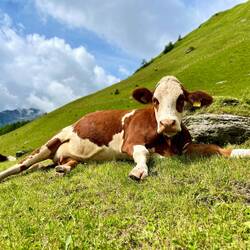 Die einen Sonnen sich, die..