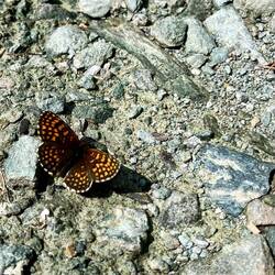 ..wir zwar nicht fliegen wie der Baldrian-Scheckenfalter,..