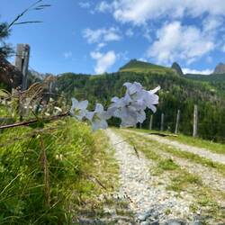 ..erreichen aber dennoch flott unseren Ausgangspunkt der Wanderung (Nesselblättrige Glockenblume).