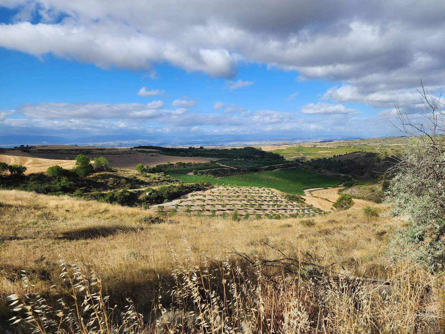 View from the path (olive grove below)