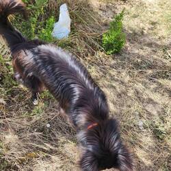 It ended up, Luna just wanted to play. She brought me a stick, and sat on my feet