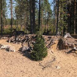 Auf dem Weg gut getarnte Rentiere - denen ist es sicher auch zu heiß bei 28° 🥵