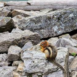 Golden mantled ground squirrel