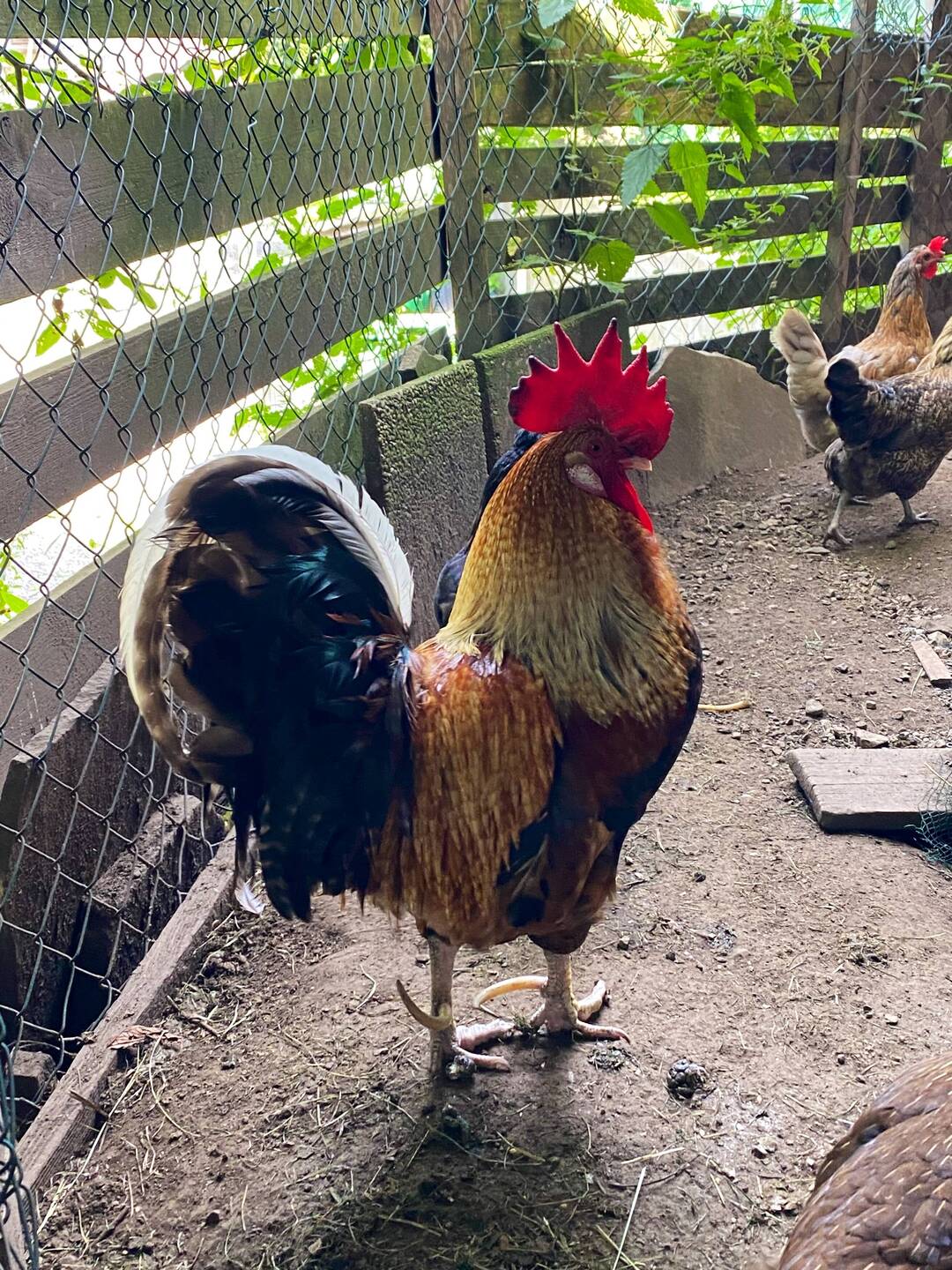 Verabschiedung von den glücklichen Hühnern 🐓🐣
