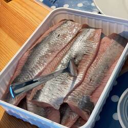 Matjeshering geht immer