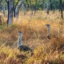 Australian Bastard Bird