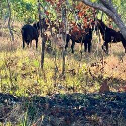 Horses running free