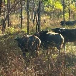Wild Buffalo