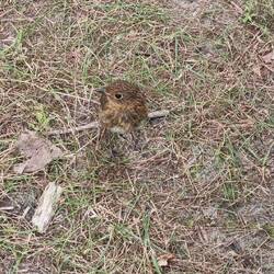 Wat voor vogel is dit Mam?