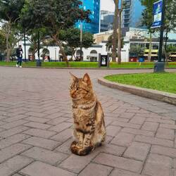 Parque Kennedy, hier regieren die Katzen!