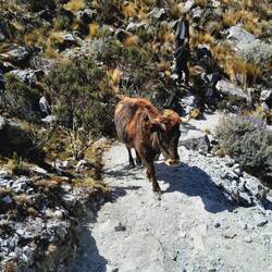 la vaca Lola, la vaca Lola, tiene cabeza y tiene cola... 🎵🎶