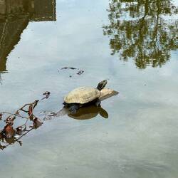 Good morning turtle!