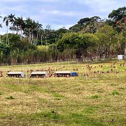 Chickens. Presumably they supply the island in eggs. I paid $15/dozen