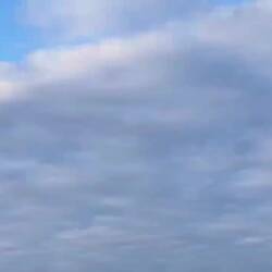 I think this is a masked booby