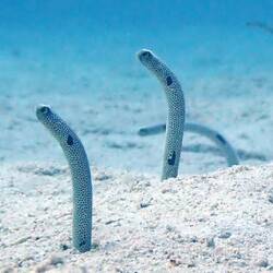 Not our photo, but imagine a bunch of these guys in the previous photo