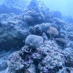 Some cool coral-scapes