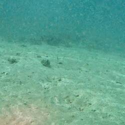 Garden eels - difficult to take a photo of...