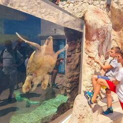 Les enfants en admiration devant cette belle tortue marine en soin avant de retrouver le large
