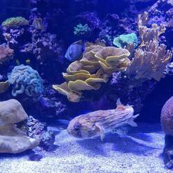 Le poisson porc-épic à tâches peut gonfler son corp et déployer ses épines