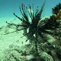 The beautiful but dangerous lion fish