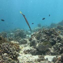 Trumpet fish