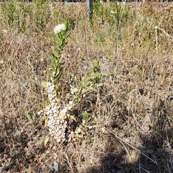 The weeds are FULL of snails!