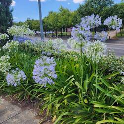 pretty flowers - I don't know what kind they are