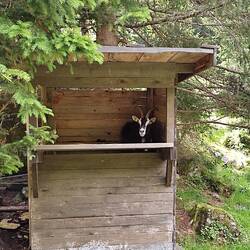 Hier sitzen die Ziegen im Hochsitz 🤣