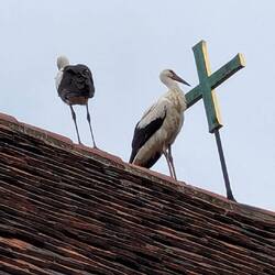Storks everywhere!