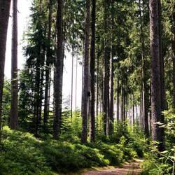 Der Boden ist mit Blaubeersträuchern gesät! 😍 🫐