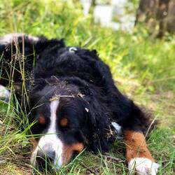 Einmal quer über die Wiese gewälzt. 😅