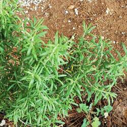 Rosmarin gegen Mücken überall zwischen den Stellplätzen, gepflanzt.