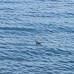 Kept popping his head up and then swam on his back right in front of us.