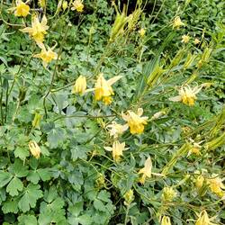 Wild Columbine