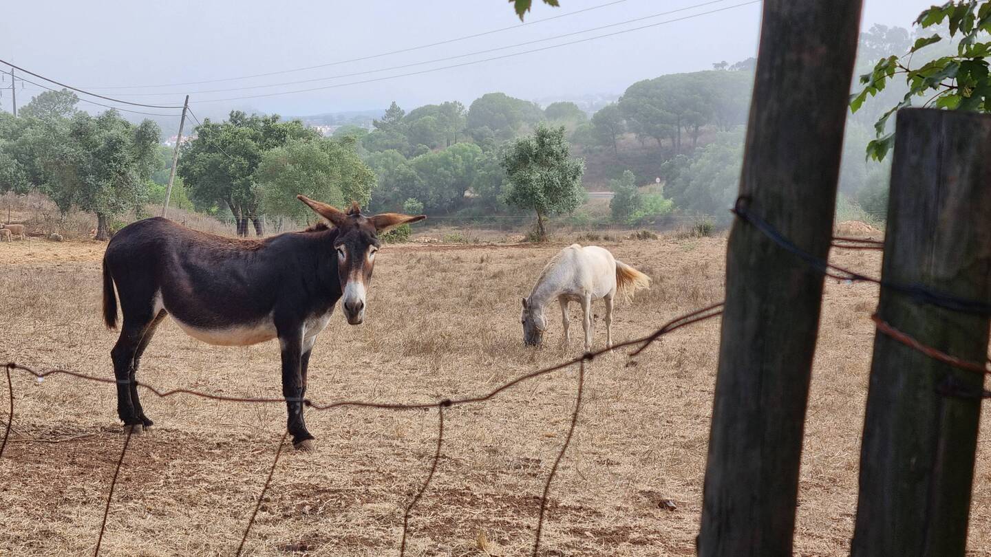 Unser Mühlenesel & - pferd