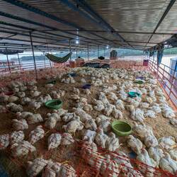 Unsere 3000 gefiederte Passagiere