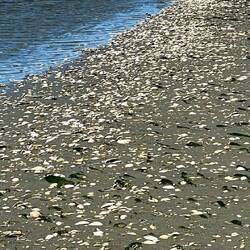 Muscheln so weit das Auge reicht