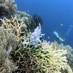 Frog fish chilling on a coral