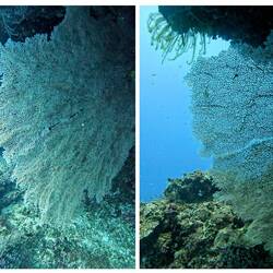 This photo doesn't do it justice, this thing was massive (2m+) and so intricate