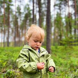 Schmecken lecker die Wildheidelbeeren