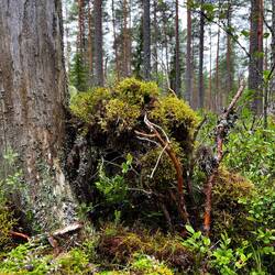 Im Wald haben wir ein Haus für die Waldzwerge gebaut