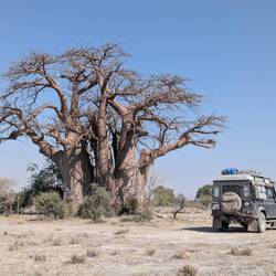 Green's Baobab