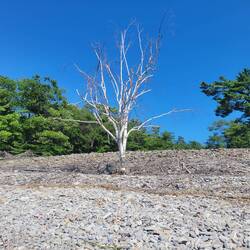 Thousands of small rocks and one dead tree made this an interesting spot. Can you see Tug?