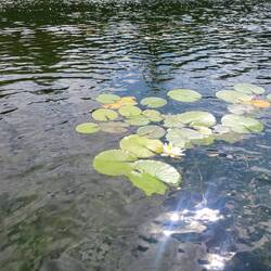 In addition to lots of reeds the northwest end of our anchorage has beautiful water lillies