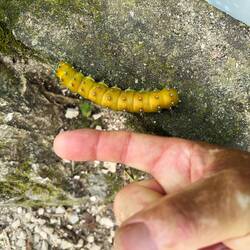 Raupe Grosse Nachtpfauenauge, Schmetterling wird 16cm groß