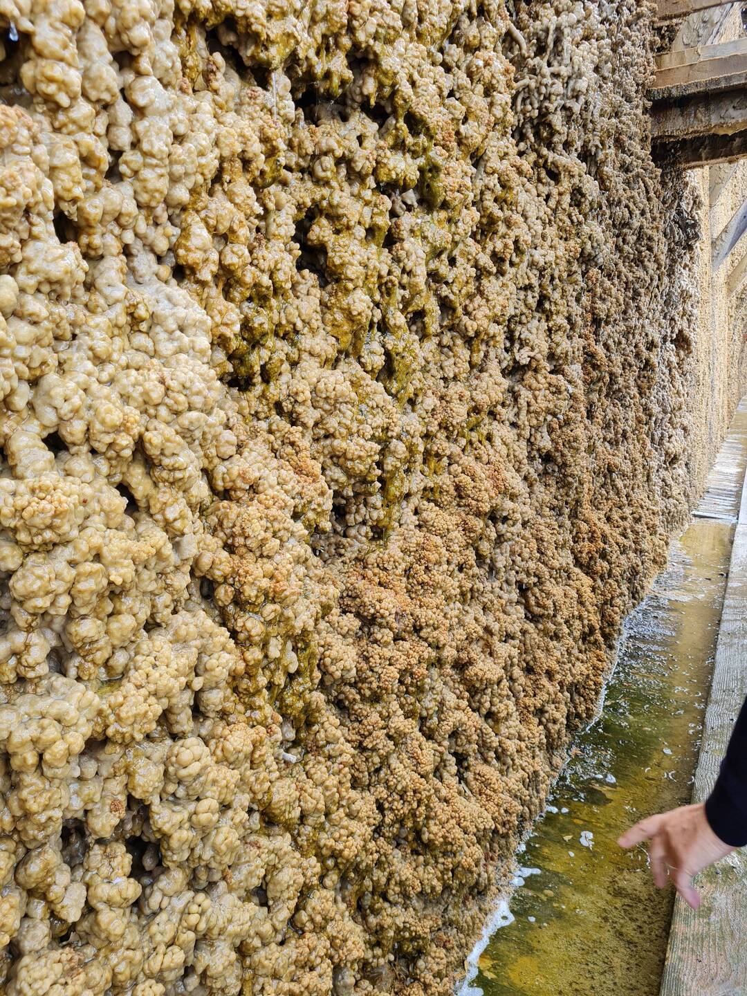 Salz, das an den kleinen Ästen im Gradierwerk zurückbleibt