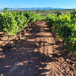 Tons of vineyards today