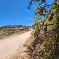 Shade under an olive tree