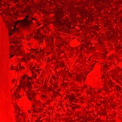 Mäuse gibt's hier viele 🐭🐀